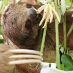 Roatan Mayan Jungle VIP Tour - Who Should Consider This Tour?