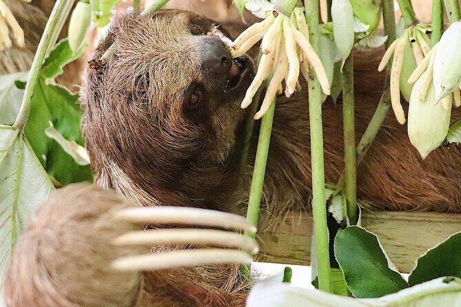 Roatan Mayan Jungle VIP Tour - Who Should Consider This Tour?