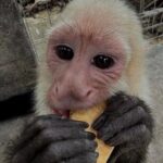 Roatan Monkey and Sloth Park & Private Island Tour - An In-Depth Look at the Roatan Monkey and Sloth Park & Private Island Tour