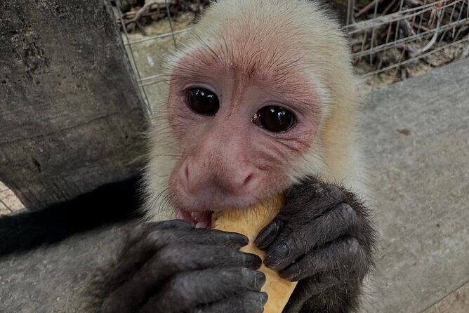 Roatan Monkey and Sloth Park & Private Island Tour - An In-Depth Look at the Roatan Monkey and Sloth Park & Private Island Tour