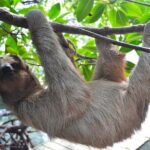 Roatan Monkey and Sloth Sanctuary and Beach Break - Final Thoughts
