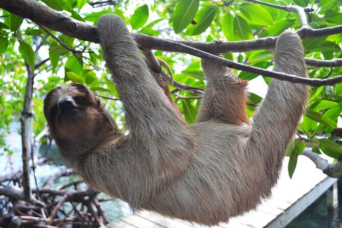 Roatan Monkey and Sloth Sanctuary and Beach Break - Final Thoughts