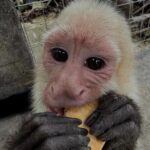Roatan Monkey and sloths, Reef Snorkel & Private Cay Beach Break - FAQ
