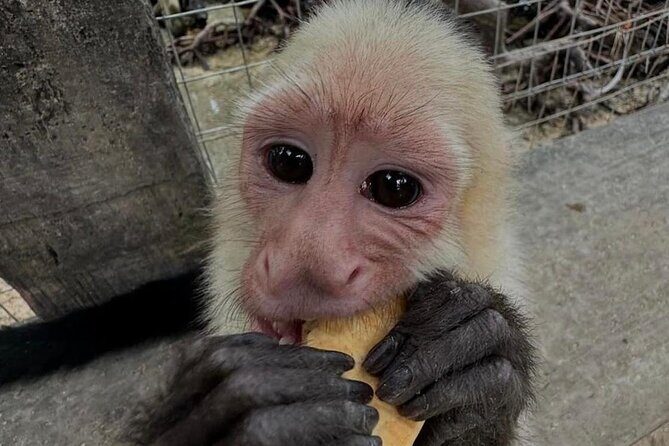 Roatan Monkey and sloths, Reef Snorkel & Private Cay Beach Break - FAQ