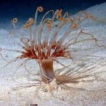 Roatan Night Snorkel Adventure - In-Depth Look at the Experience