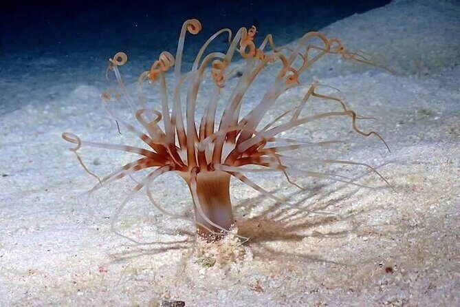 Roatan Night Snorkel Adventure - In-Depth Look at the Experience