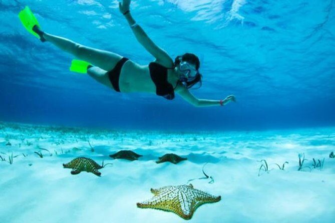 Roatan North Side Mangroves, Starfish, Shipwreck Snorkeling & Transportation - Authentic Experiences and Tips