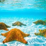 Roatan Private Catamaran Shipwreck, Blue Channel and Starfish with Transfer - Practical Tips for Making the Most of Your Experience