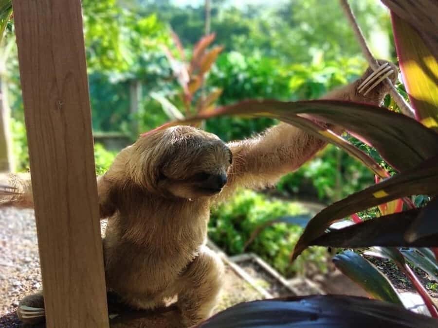 Roatán: Private Monkey and Sloth Sanctuary Tour - Who Would Enjoy This Tour Most?