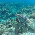 Roatan Sea Kayak, Snorkel and Swim - Authentic Experiences and Real Traveler Insights