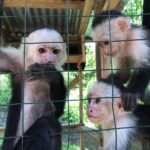 Roatan Shore Excursion - The All in one Roatan Adventure - The Sum Up