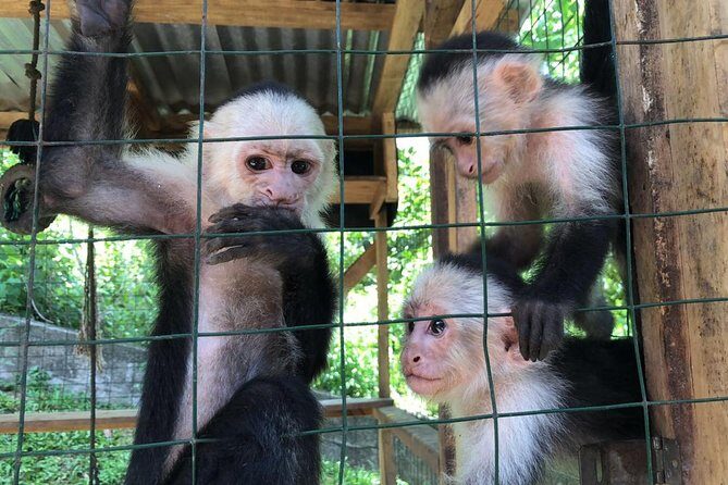 Roatan Shore Excursion - The All in one Roatan Adventure - The Sum Up