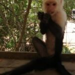 Roatan Sloth & Monkeys Animal Park , Chocolate Rum cake Factory - FAQs