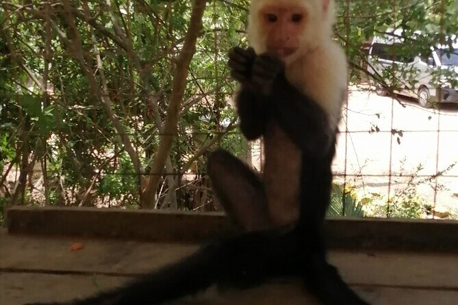 Roatan Sloth & Monkeys Animal Park , Chocolate Rum cake Factory - FAQs