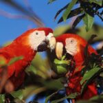 Roatan Sloths in Natural Habitat: ATV Buggy Tour Zipline & Beach - Wildlife Exploration with Naturalist Joel Amaya