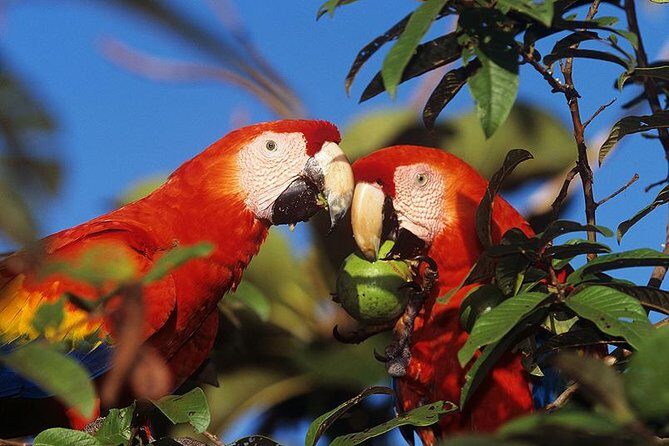 Roatan Sloths in Natural Habitat: ATV Buggy Tour Zipline & Beach - Wildlife Exploration with Naturalist Joel Amaya