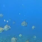 Roatan Snorkeling Adventure monkey Sloth west Bay Beach. - Exploring Roatan’s Land and Sea in One Day