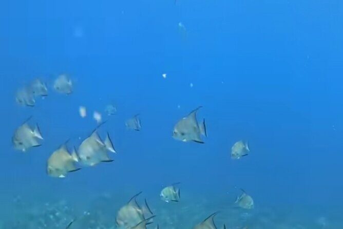 Roatan Snorkeling Adventure monkey Sloth west Bay Beach. - Exploring Roatan’s Land and Sea in One Day