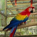 Roatan Wildlife Monkey Sloth Chocolate Rum Tasting city Tour - Practical Considerations