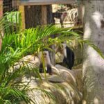 Roatan Wildlife Sanctuary, Chocolate ,Rum Tasting & Snorkel Combo - A Closer Look at the Roatan Wildlife Sanctuary, Chocolate, Rum & Snorkel Combo