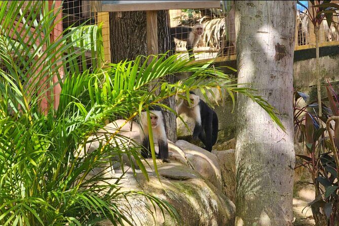 Roatan Wildlife Sanctuary, Chocolate ,Rum Tasting & Snorkel Combo - A Closer Look at the Roatan Wildlife Sanctuary, Chocolate, Rum & Snorkel Combo