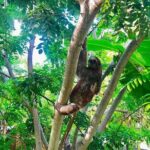 Roatan's ORIGINAL Zip-n-Dip: Zipline, Sloths & West Bay Beach - Frequently Asked Questions (FAQs)