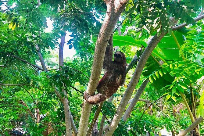 Roatan's ORIGINAL Zip-n-Dip: Zipline, Sloths & West Bay Beach - Frequently Asked Questions (FAQs)