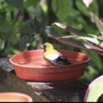 Rockland Bird Sanctuary and Hip-Strip Shopping - FAQ