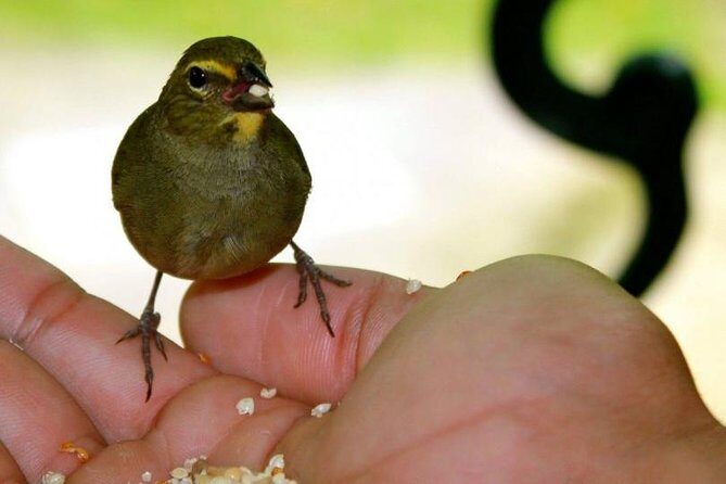 Rockland Bird Sanctuary Tour [Transportation] Hotel Pick-Up - A Close-Up Look at the Rockland Bird Sanctuary Tour