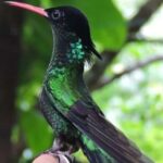 Rocklands Bird Sanctuary and Montego Bay Highlights - Frequently Asked Questions