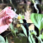 Rocklands Bird Sanctuary and Montego Bay Highlights Tour from Falmouth - Final Thoughts: Is It a Good Fit?