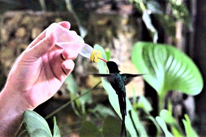 Rocklands Bird Sanctuary and Montego Bay Highlights Tour from Falmouth - Final Thoughts: Is It a Good Fit?