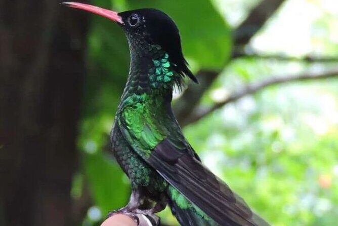 Rocklands Bird Sanctuary and Montego Bay Highlights - Frequently Asked Questions