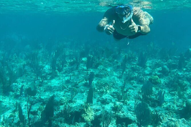 Rose Island Adventure: Turtle Swim and Snorkel - Who Is This Tour Best For?