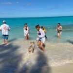 Rose Island Swimming Pigs - The Itinerary: What to Expect