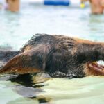 Rose Island Swimming Pigs and Beach Bliss - FAQs