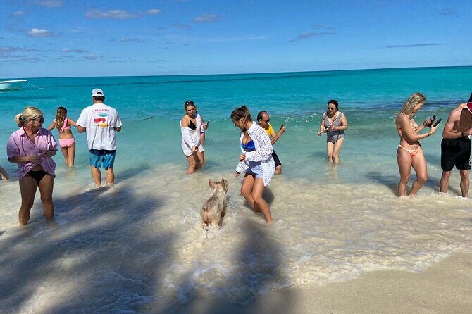Rose Island Swimming Pigs - The Itinerary: What to Expect