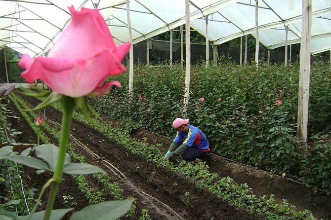Rose Plantation, Equator Line and Otavalo Market Private Tour - Analyzing the Value
