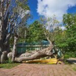 Roseau Dominica Safari Scenic: Rainforest, Falls & Karaoke - Authentic Feedback from Travelers