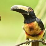 Round trip transfer from San Jose Airport to La Fortuna/Arenal - The Value of a Private Transfer