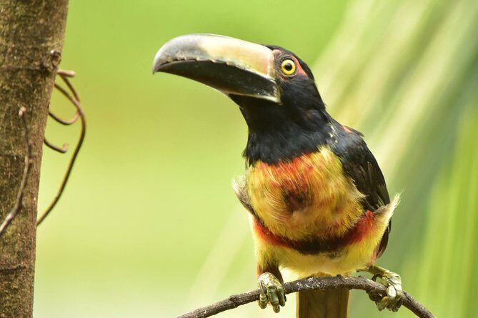 Round trip transfer from San Jose Airport to La Fortuna/Arenal - The Value of a Private Transfer