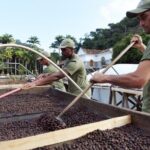 Rural Coffee Farm Tour with Breakfast & Lunch - Roasting & Tasting Experience - Who Will Love This Tour?