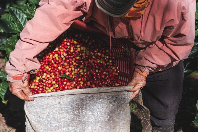 Rural Coffee Processes Inside the Forest with Night Tour - Final Thoughts