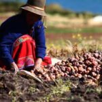 Rural Community Tourism in the Potato Park - Sacred Valley - An In-Depth Look at the Potato Park Tour