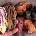 Rural Tourism in the Potato Park - Sacred Valley - Who should consider this tour?