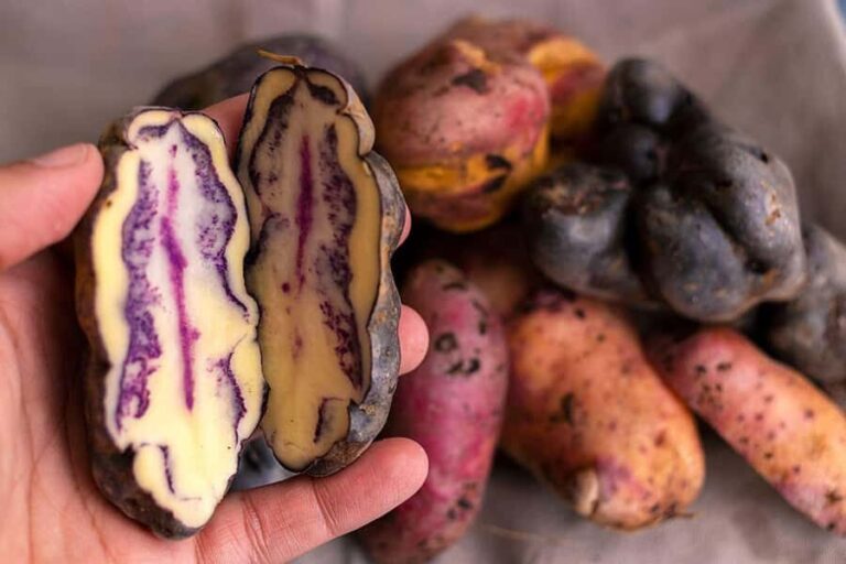 Rural Tourism in the Potato Park - Sacred Valley - Who should consider this tour?