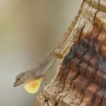 Sabana de la Mar: Private Los Haitises Hike and Kayak - Who will love this experience?