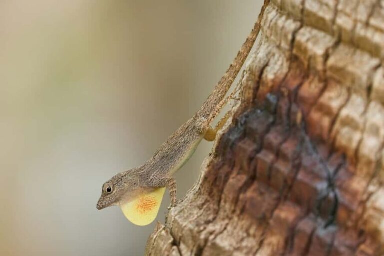 Sabana de la Mar: Private Los Haitises Hike and Kayak - Who will love this experience?