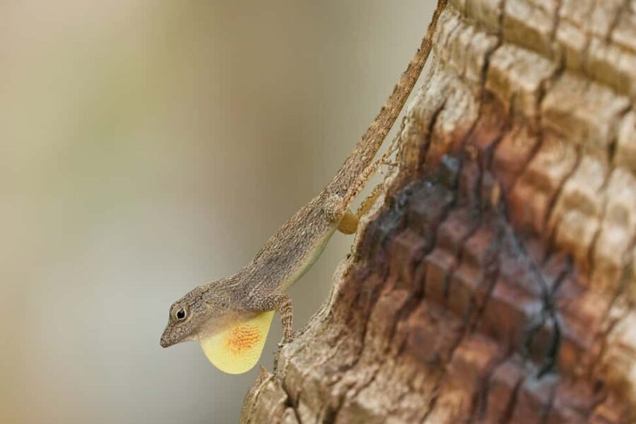 Sabana de la Mar: Private Los Haitises Hike and Kayak - Who will love this experience?