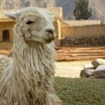 Sacred Valley of the Inkas Premium Full Day Tour in Peru - Who Is This Tour Best For?